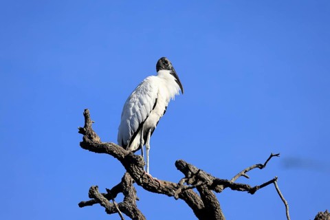 Wood stork (Mycteria americana), adult, on tree, waiting room, St. Augustine, Florida, USA, North