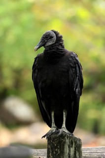 Raven Vulture (Coragyps atratus), adult, alert, perch, Orlando, Florida, USA, North America