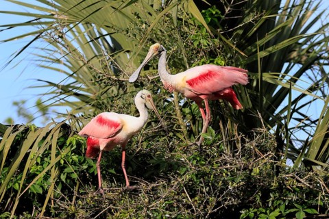 Roseate spoonbill (Platalea ajaja), adult, pair, breeding season, looking for breeding site, on