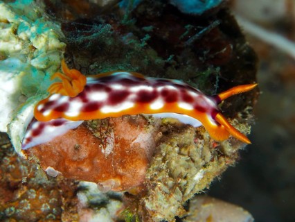 Spotted star snail (Hypselodoris purpureomaculosa), star snail, with orange-coloured tips, moves in