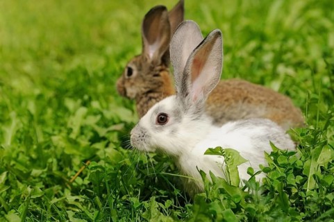 Two hares sitting in the grass, one white and one brown, domestic rabbit (Oryctolagus cuniculus