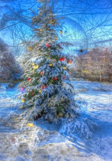 Christmas tree in the snow, Christmas tree, winter landscape, Christmas motif, Christmas, Christmas