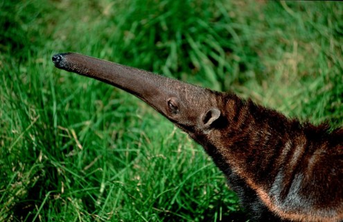 Giant Anteater (Myrmecophaga tridactyla)
