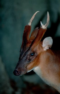 Chinese Muntjak, male (Muntiacus muntjak)