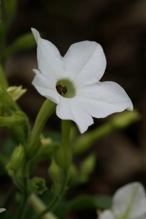Tobacco (Nicotiana x sanderae)