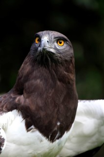Black-chested Snake Eagle, South Africa (Circaetus gallicus)