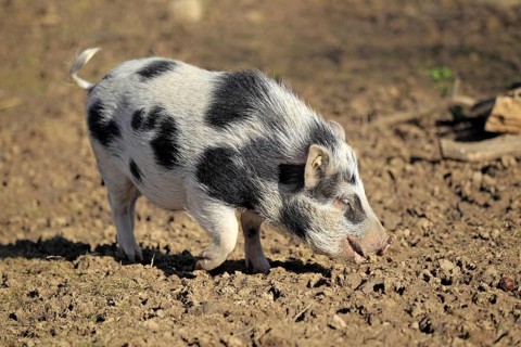 Mini Pig, Piglet, Pig, Pigs, Dwarf Pig