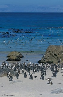 African penguin (Spheniscus demersus), Boulders Beach, South Africa, Africa