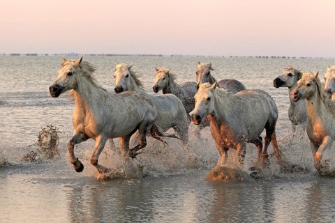 Camargue horses run through water, Camargue, Provence, South of France, Camargue horse, white horse