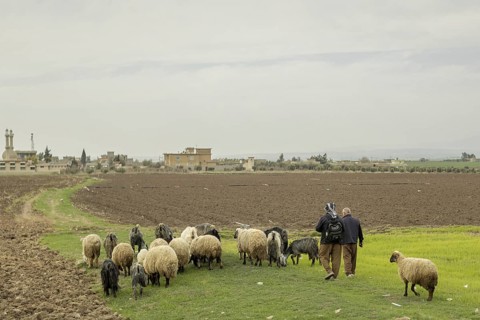 Zwei Maenner und eine Schafherde aufgenommen auf dem Weg nach Zakho, 08.03.2023