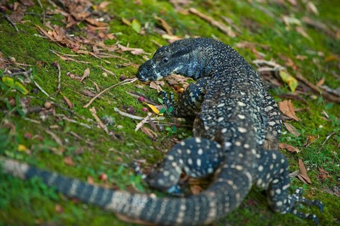 Lace monitor (Varanus varius), monitor lizard, animal, reptile, predator, fauna, Eastern Australia,