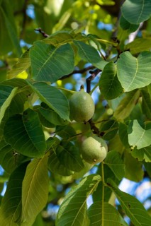 Persian walnut (Juglans regia), walnut tree, with unripe fruit, Southern Palatinate, Palatinate,