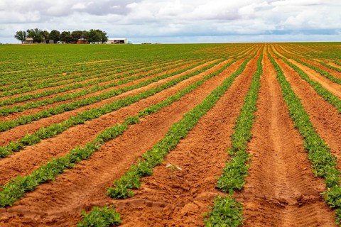 Plains, Texas, A west Texas farm growing peanuts