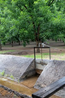 Las Cruces, New Mexico, Water-hungry pecan trees growing in the midst of a severe dought in the New
