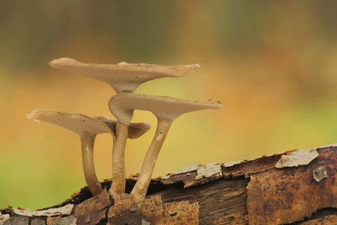 Winter Porling (Polyporus brumalis), three, dead wood, tree bark, autumn, stem porling, stem