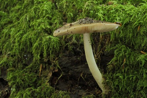 Deer brown roof mushroom (Pluteus cervinus) in moss, Deer brown roof mushroom, Roof mushrooms, Roof