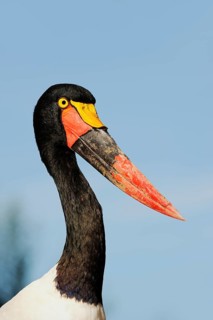 Saddle-billed stork (Ephippiorhynchus senegalensis), female, captive, occurrence in Africa