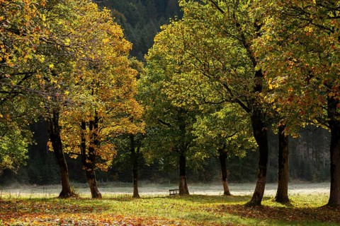 Engtal valley, large maple in the morning dew, sycamore maple (Acer pseudoplatanus) in glorious