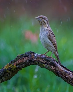 Eurasian wryneck (Jynx torquilla) in the rain, woodpecker, biosphere reserve flowering spring