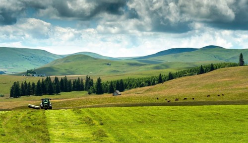 Cezallier plateau. Farmer rowing up hay in the Auvergne volcanoes regional natural park, Puy de