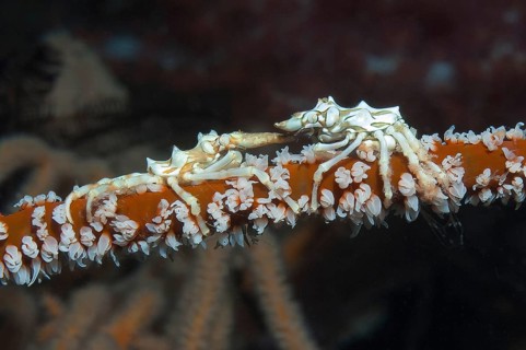 Extreme close-up of pair of wire coral shrimp (Xenocarcinus tuberculatus) sitting on red wire coral