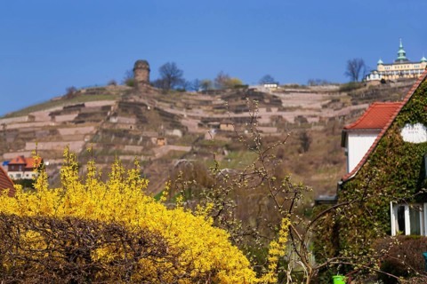 Radebeul Spring at the Spitzhaus