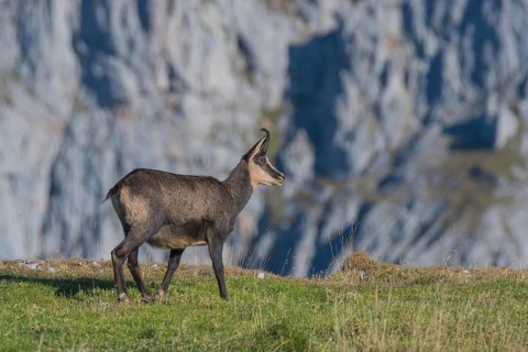 Chamois (Rupicapra rupicapra), stands on the ridge, Hochschwab, Styria, Austria, Europe