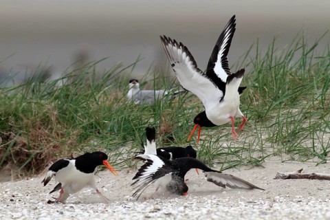 Eurasian oystercatcher (Haematopus ostralegus), trill group fighting on the ground, courtship