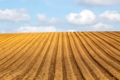 Ridges and furrows in sandy soil of farm field, Butley, Suffolk Sandlings, England, UK