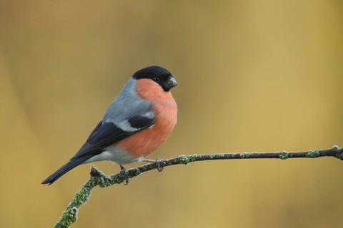 Male eurasian bullfinch (Pyrrhula pyrrhula) in Bad Schönborn, Baden-Württemberg, Germany, Europe