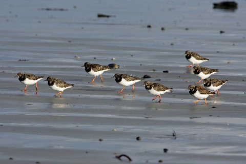 Ruddy Turnstones (Arenaria interpres), Northumberland, England