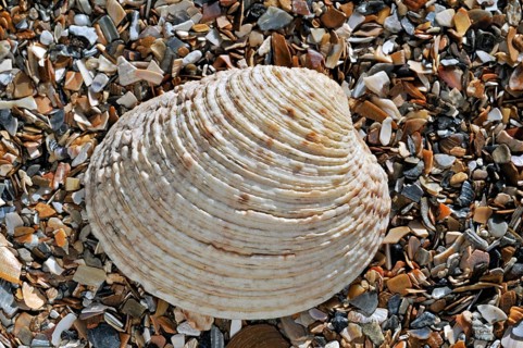 Warty venus (Venus verrucosa), Rough clam, Rough clams, Rough clams, Warty clam, Warty clams, Other
