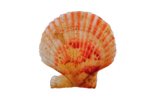 Chlamys opercularis, Small pilgrim mussel, queen scallops (Aequipecten opercularis), Other animals,