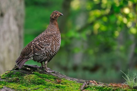 Black grouse (Tetrao tetrix) (Lyrurus tetrix), blackgame, blackcock female on fallen log in forest