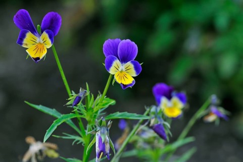 Heartsease, violet family, Wild pansies, heartsease, heart's ease (Viola tricolor) in flower in