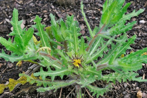 St. (Cnicus benedictus) Benedict's thistle, blessed thistle, holy thistle, spotted thistle in