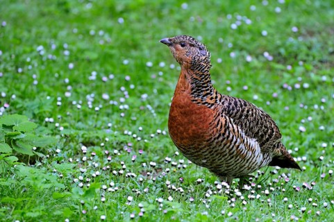 Western Capercaillie (Tetrao urogallus), Wood Grouse, Heather Cock female portrait