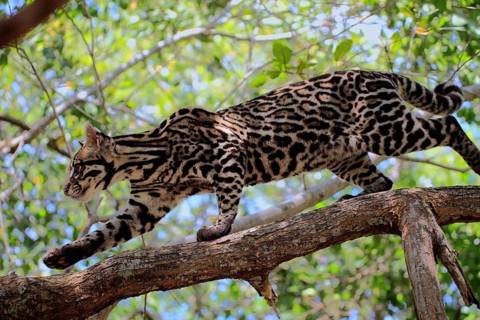 Ocelot (Leopardus pardalis) male, lateral, Honduras, Central America