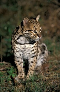 Ocelot (Leopardus pardalis)