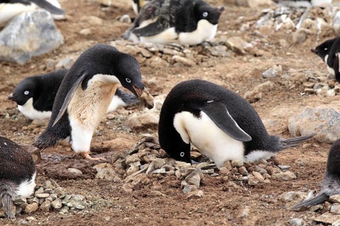 Adelie Penguin (Pygoscelis adeliae), couple at nest with nesting material, Antarctica, Devil