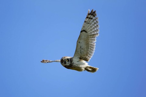 Short-eared owl (Asio flammeus) free-ranging, Austria, Europe