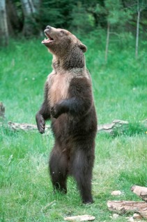 Grizzly bear (Ursus arctos horribilis)