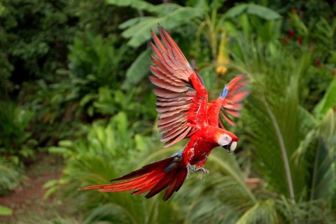 Scarlet macaw (Ara macao), detachable