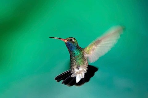 Broad-billed Hummingbird (Cynanthus latirostris), male, Arizona, USA, North America