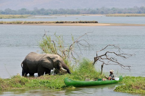 Park ranger approaches an elephant (Loxodonta africana) by canoe, Zambezi River, Mana Pools