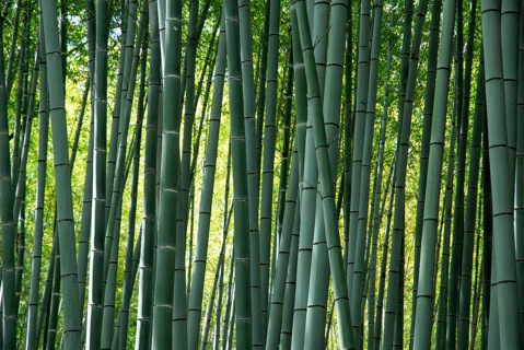 Bamboo forest, near Arashiyama, Kyoto, Japan, Asia