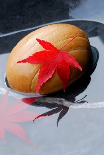 Downy Japanese Maple (Acer japonicum) , leaf on stone in water