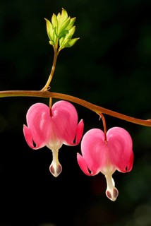 Lamprocapnos (Dicentra spectabilis)