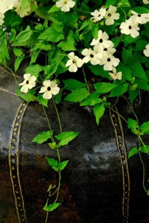Black-eyed Susan vine (Thunbergia alata)
