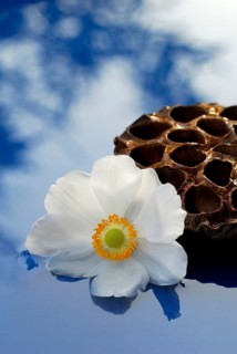 Autumn anemone, flowering, Indian Lotus (Nelumbo nucifera) Fruit, Japanese anemone (Anemone